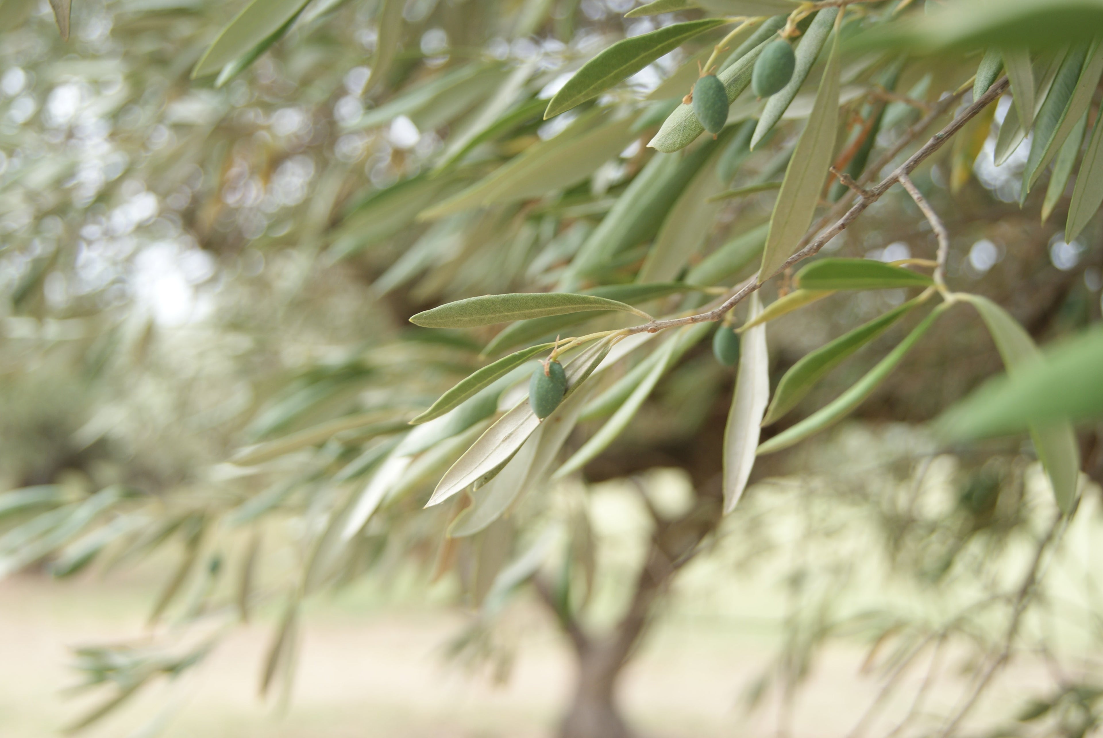 Choisir son huile d'olive la plus fraîche possible