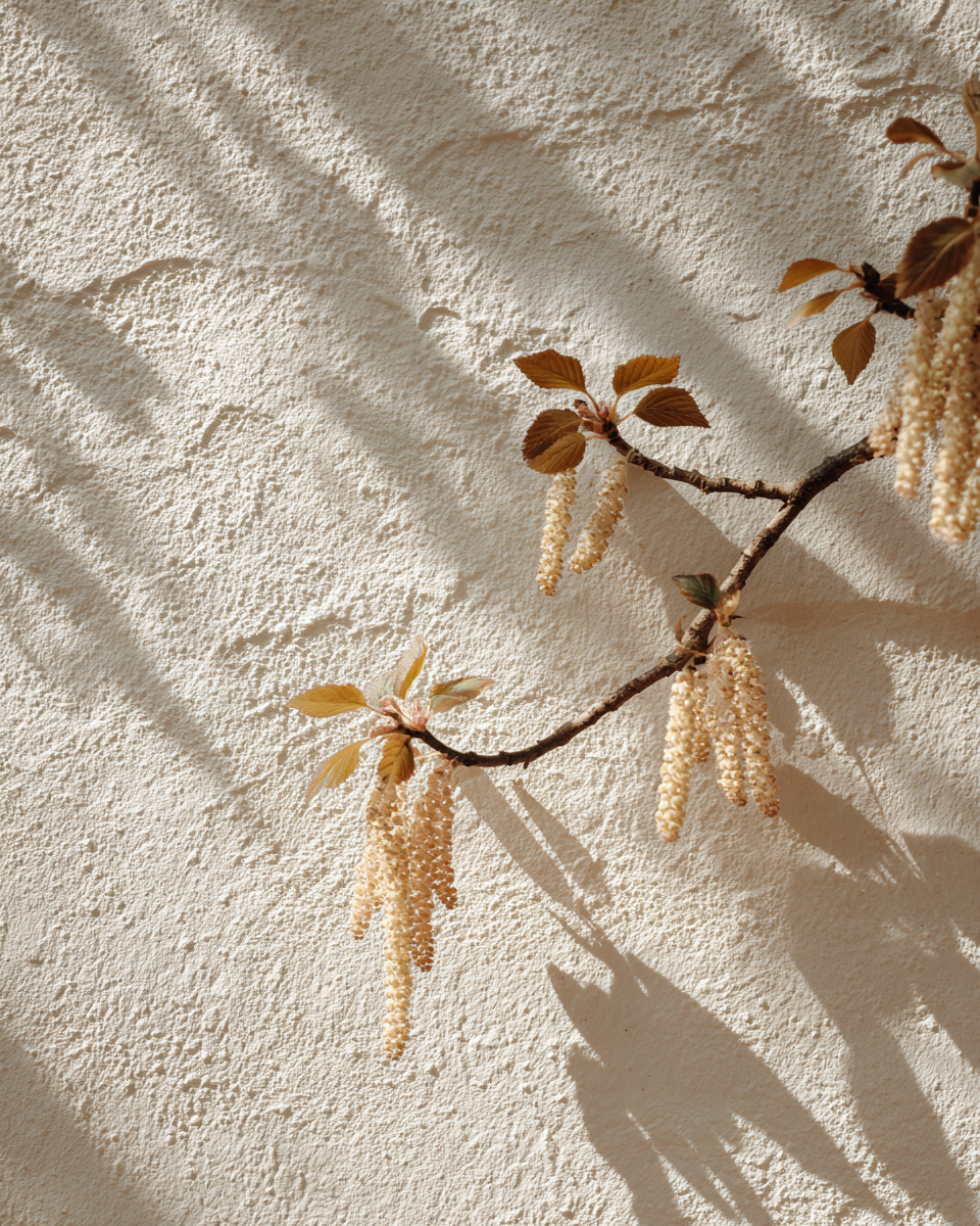 Hazel branch and shadows on a limewashed wall