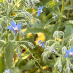 Borage flower and oil